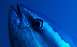 Project IT Services. Close-up on a Tuna's eye